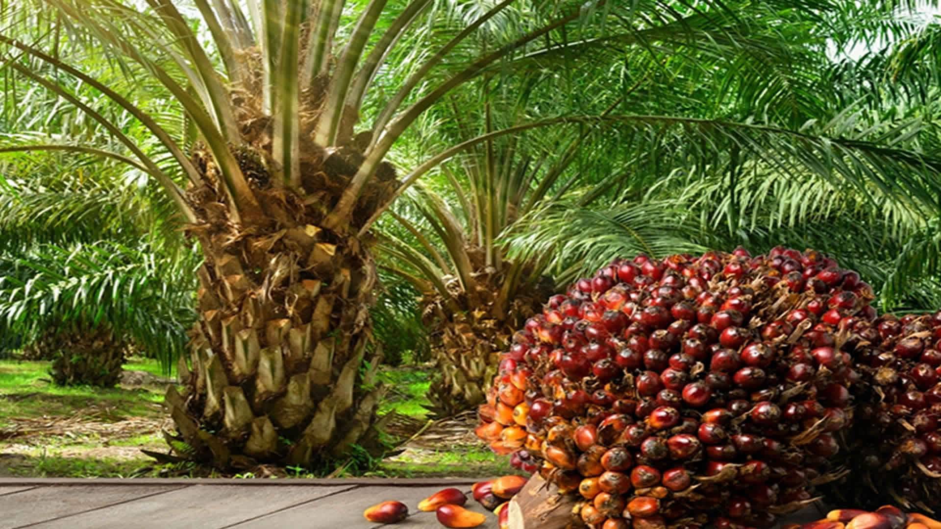 Palm Estate